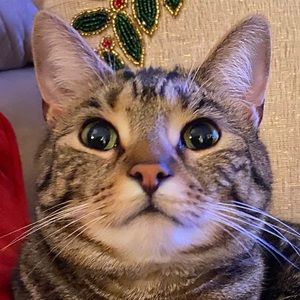 Meet your Posher, Haley